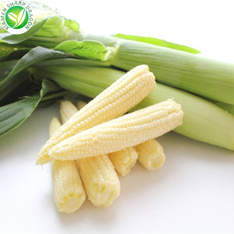IQF frozen baby corn supplier for wholesale and foodservice buyers