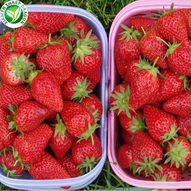 Proveedores de fresa baratos