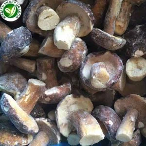 Hongos Porcini Silvestres