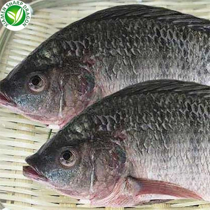 Frozen Tilapia